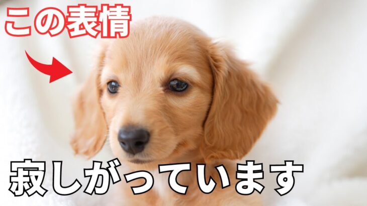 【完全版】犬が寂しい時に見せる行動6選