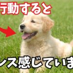 【要注意】犬がストレスを感じた時にする行動6選