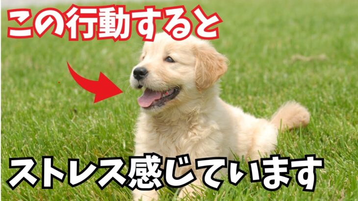 【要注意】犬がストレスを感じた時にする行動6選