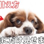 【完全版】犬が家族にだけ見せる甘える行動7選