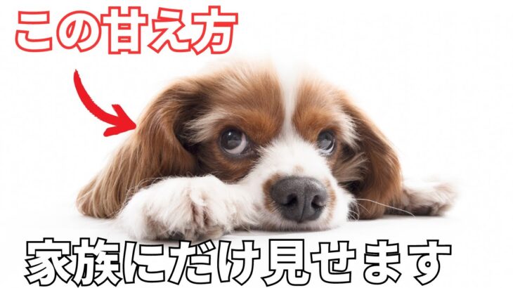 【完全版】犬が家族にだけ見せる甘える行動7選