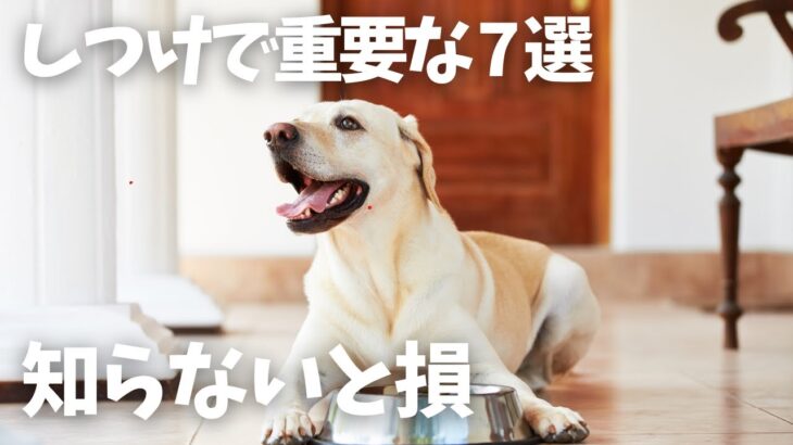 犬のしつけで飼い主が知っておかないと損する7選