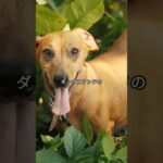 【可愛い犬・動物】ダックスフンドの特徴に豆知識　[Cute Dogs and Animals] Tidbits on the characteristics of dachshunds.