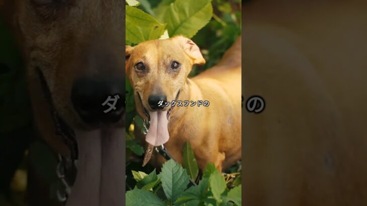 【可愛い犬・動物】ダックスフンドの特徴に豆知識　[Cute Dogs and Animals] Tidbits on the characteristics of dachshunds.