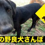 タイの野良犬さんぽ ００２ /タイ王国 ピッサヌローク県の野良犬：DOGGY STATION /犬のしつけ・問題行動・犬の心理学・犬の行動学・ドッグビヘイビアリスト