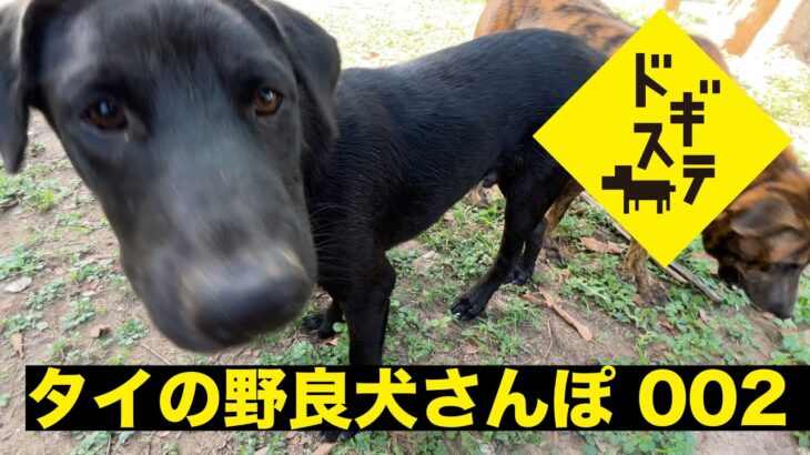 タイの野良犬さんぽ ００２ /タイ王国 ピッサヌローク県の野良犬：DOGGY STATION /犬のしつけ・問題行動・犬の心理学・犬の行動学・ドッグビヘイビアリスト