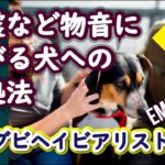 地震など物音に怖がる犬への対処法 ：DOGGY STATION Vol.＊＊＊/犬のしつけ・問題行動・犬の心理学・犬の行動学・ドッグビヘイビアリスト