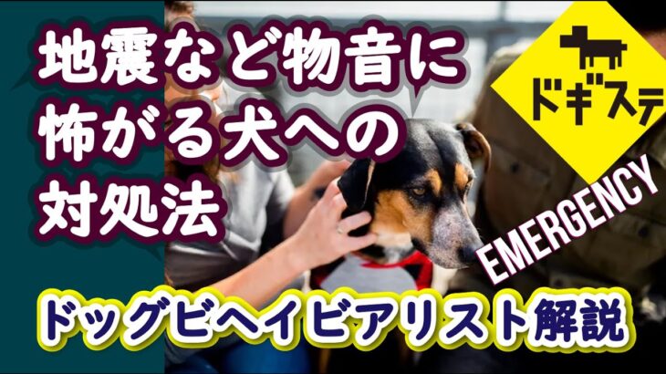 地震など物音に怖がる犬への対処法 ：DOGGY STATION Vol.＊＊＊/犬のしつけ・問題行動・犬の心理学・犬の行動学・ドッグビヘイビアリスト