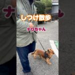 Mダックスのナロちゃん　脚側練習　#しつけ散歩#しつけ教室 #散歩練習 #犬の幼稚園 #ペットホテル #しつけトレーニング #引っ張り