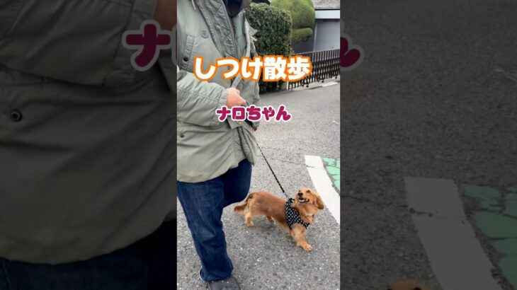 Mダックスのナロちゃん　脚側練習　#しつけ散歩#しつけ教室 #散歩練習 #犬の幼稚園 #ペットホテル #しつけトレーニング #引っ張り