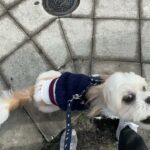 MIX犬の”こころくん”と散歩トレーニング！