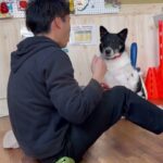 MIX犬の”フローレンちゃん”と足の下をくぐる練習！