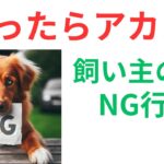 【必見！】犬にストレスを与える飼い主のNG行動とは？犬の幸せ度を高めるためにやるべきこととは！