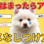 絶対NG！愛犬のダメなしつけ方法