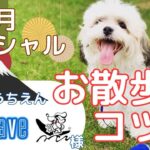 【犬のお悩み】お散歩あるあるのコツ(No.440)