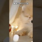 【ポメラニアンの子犬の豆知識】子犬しつけの重要性　[Pomeranian Puppy Tidbits] The Importance of Puppy Training