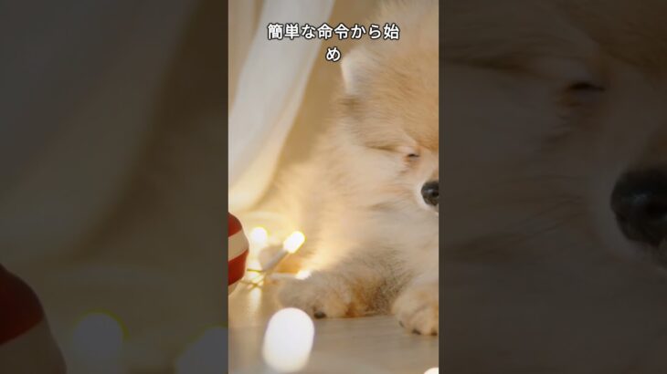 【ポメラニアンの子犬の豆知識】子犬しつけの重要性　[Pomeranian Puppy Tidbits] The Importance of Puppy Training