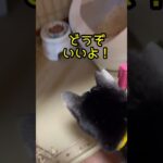 【犬のように賢い】待ても、ご飯の合図もわかるハチワレ猫！ #ハチワレ猫 #cat #保護猫 #ねこ #賢い猫 #猫のしつけ