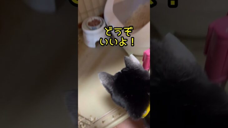 【犬のように賢い】待ても、ご飯の合図もわかるハチワレ猫！ #ハチワレ猫 #cat #保護猫 #ねこ #賢い猫 #猫のしつけ