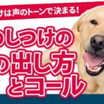 【わんこ】【犬しつけのコツ】犬のしつけは声のトーンで決まる！犬のしつけの声の出し方とコール #dog #ペット #犬のいる暮らし #初心者 #ペット