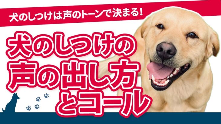 【わんこ】【犬しつけのコツ】犬のしつけは声のトーンで決まる！犬のしつけの声の出し方とコール #dog #ペット #犬のいる暮らし #初心者 #ペット