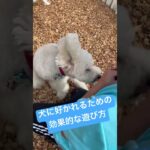 ※説明欄見てね！犬に好かれるための遊び方ポイント #犬のしつけ #dog #ドッグトレーニング