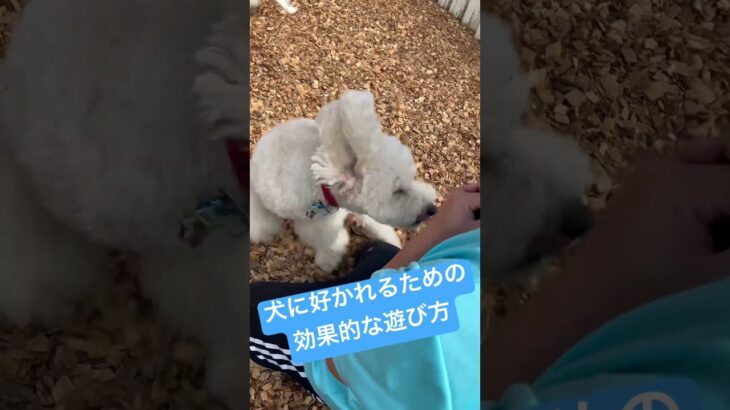 ※説明欄見てね！犬に好かれるための遊び方ポイント #犬のしつけ #dog #ドッグトレーニング