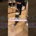 スタッフ犬のボーダーコリー、ワンジャくん🐶しつけ教室真っ最中🐶🌟お散歩中の悩み、噛み癖ひっぱり癖などの悩みがある方お問合せください😊 #犬 #dog #しつけ教室 #訓練 #トレーニング