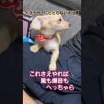 チワックスのコムギ～ドライヤーしつけ～ #dog #チワックス #子犬 #ドライヤー#しつけトレーニング