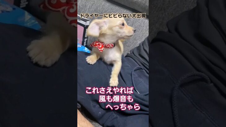 チワックスのコムギ～ドライヤーしつけ～ #dog #チワックス #子犬 #ドライヤー#しつけトレーニング