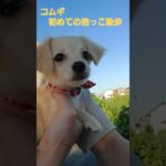 チワックスのコムギ～抱っこ散歩～ #dog #チワックス #子犬 #しつけ