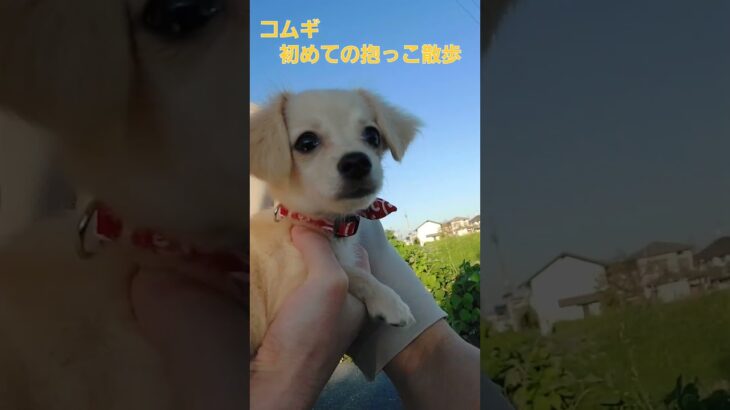 チワックスのコムギ～抱っこ散歩～ #dog #チワックス #子犬 #しつけ