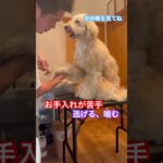 ※説明欄見てね！お手入れを嫌がらなくなる方法 #犬のしつけ #dog #ドッグトレーニング