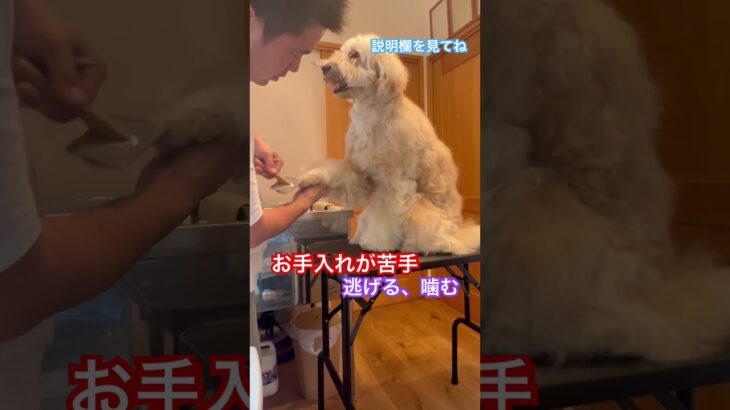 ※説明欄見てね！お手入れを嫌がらなくなる方法 #犬のしつけ #dog #ドッグトレーニング