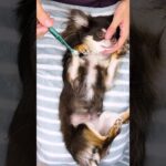 #dogasmr 常連チワワさんのお手入れルーティンまとめ #犬のいる暮らし #かわいい犬