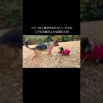 愛犬の魅力を引き出します #doglibre#犬のしつけ #ドッグトレーニング