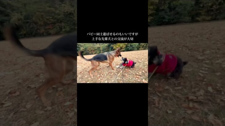 愛犬の魅力を引き出します #doglibre#犬のしつけ #ドッグトレーニング