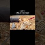 みんなが犬を飼う理由は何故でしょうか？ #doglibre #ドッグトレーニング #犬のしつけ #柴犬