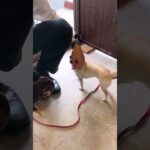 【#小型犬】人が好きすぎてトレーナーから離れられない！もっと撫でて欲しいカワイイわんちゃん達#犬のいる暮らし #dogshorts #dogtraining