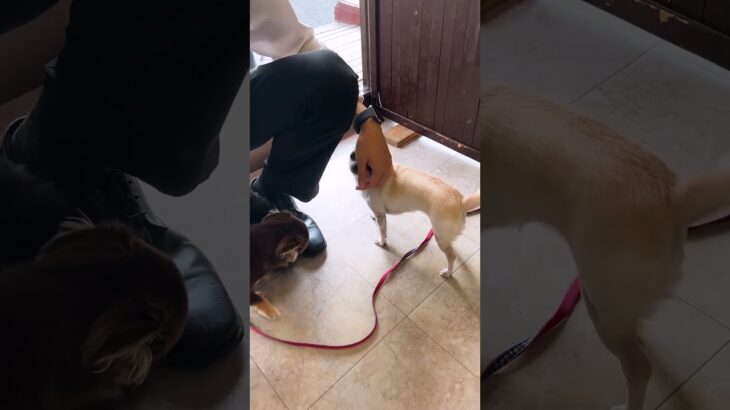 【#小型犬】人が好きすぎてトレーナーから離れられない！もっと撫でて欲しいカワイイわんちゃん達#犬のいる暮らし #dogshorts #dogtraining