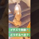 【犬 いたずら】今が未来の行動を作る #dogtraining #ドッグトレーナー #ドッグトレーニング #犬のトレーニング #犬のしつけ #マルプー　#いたずら