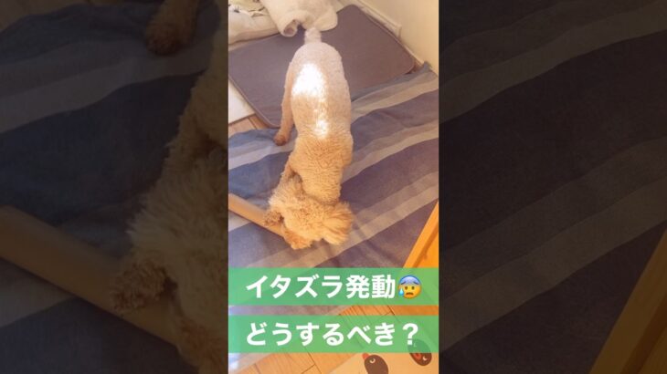 【犬 いたずら】今が未来の行動を作る #dogtraining #ドッグトレーナー #ドッグトレーニング #犬のトレーニング #犬のしつけ #マルプー　#いたずら