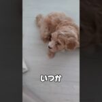 #まるぷー #いぬのいる生活 #mix犬 #トイプー#マルチーズ#子犬#子犬のいる生活 #子犬の成長 #子犬しつけ #あかちゃん