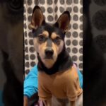 魔法の言葉で犬を振り向かせてみた #shorts #犬 #かわいい