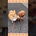 ＃犬のようちえん　＃犬のほいくえん　＃犬お泊りトレーニング　　#子犬しつけ  #しつけ教室 　#トイプードル　＃犬のしつけ　#shorts 　#パピートレーニング