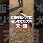 何もかもを放棄して歩くことを諦めた犬の末路　#shorts #犬 #おすすめ