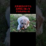 犬系彼氏の謎の行動  #shorts  #犬系彼氏#カップル #雑学 #面白い