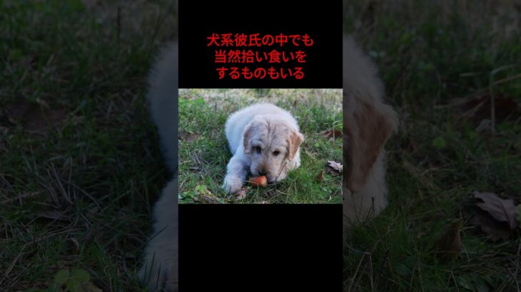 犬系彼氏の謎の行動  #shorts  #犬系彼氏#カップル #雑学 #面白い