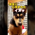 すぐ被害者ぶる姿がかわいい犬　#shorts#犬#おすすめ