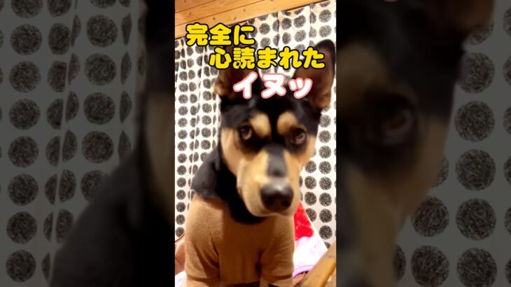 すぐ被害者ぶる姿がかわいい犬　#shorts#犬#おすすめ